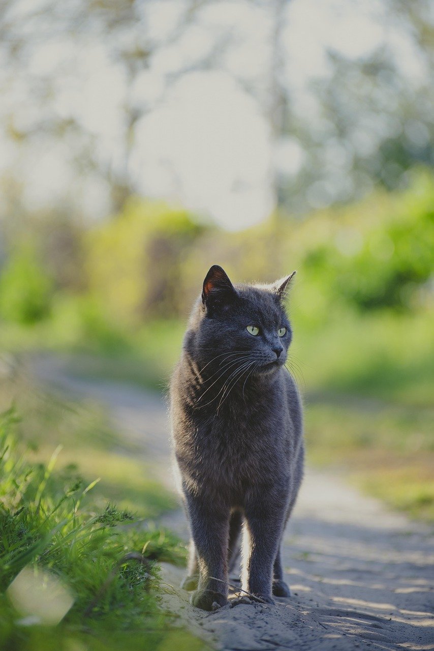 cat, outdoors, gray cat, feline, nature, animal, domestic cat, pet